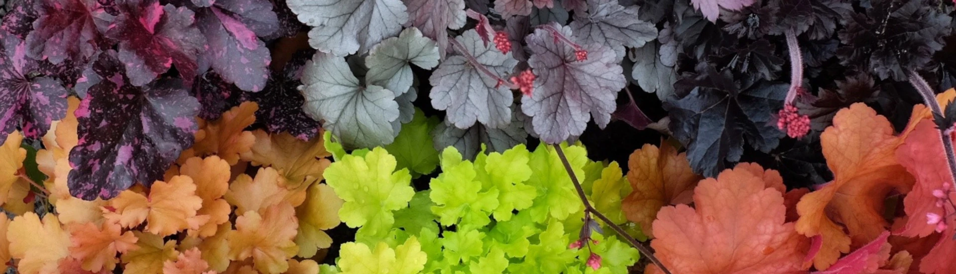 POTM - Heuchera Plant of the Month