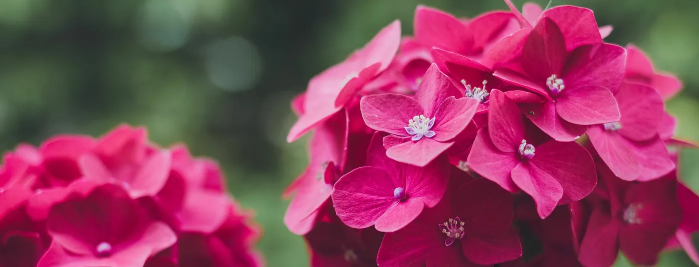 POTM - Hydrangea Hydrangea