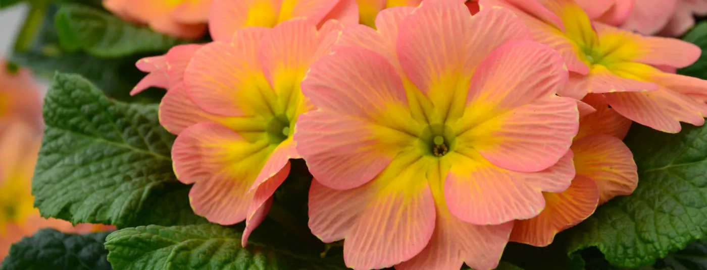 Primrose Festival Primrose Festival