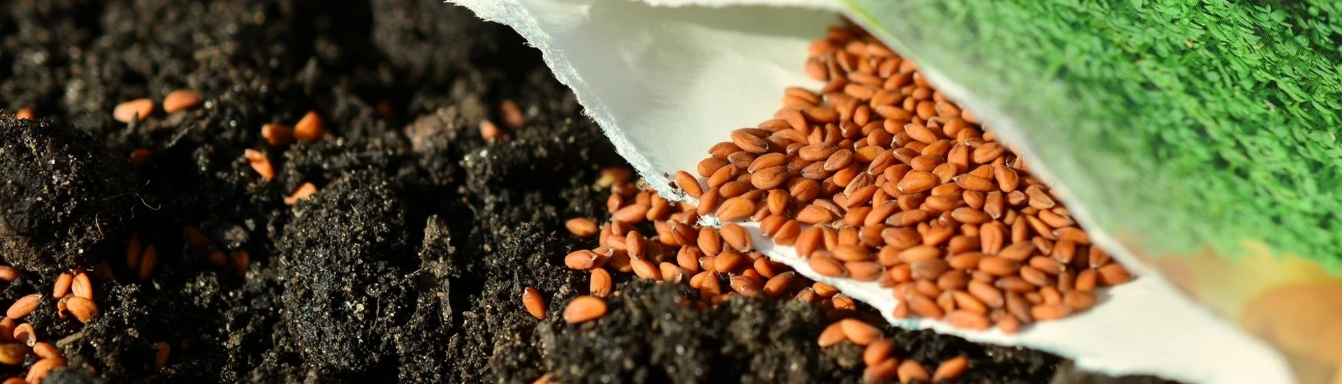 Seed Sale Half Price Seed Sale
