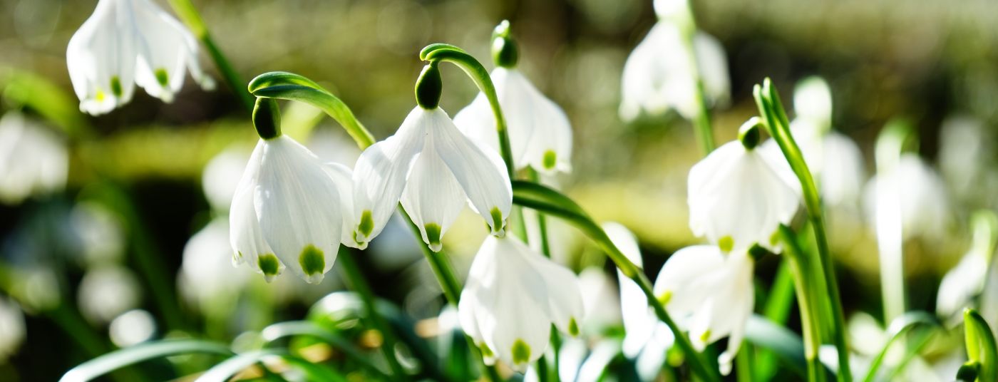 Autumn - Spring Bulbs Spring Flowering Bulbs
