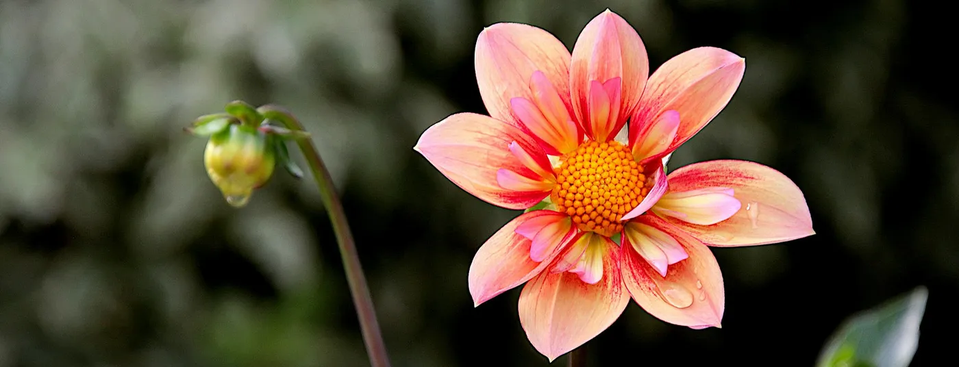 Spring - Seeds & Bulbs Seeds & Bulbs