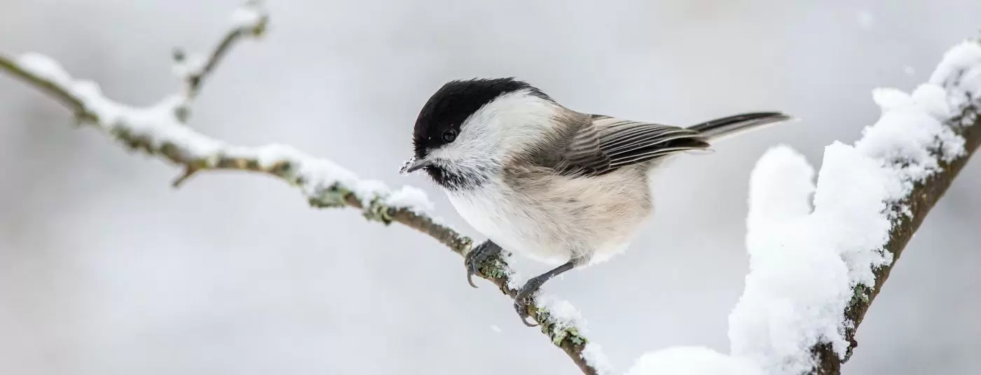 Winter - Wild Bird Care WINTER BIRD CARE