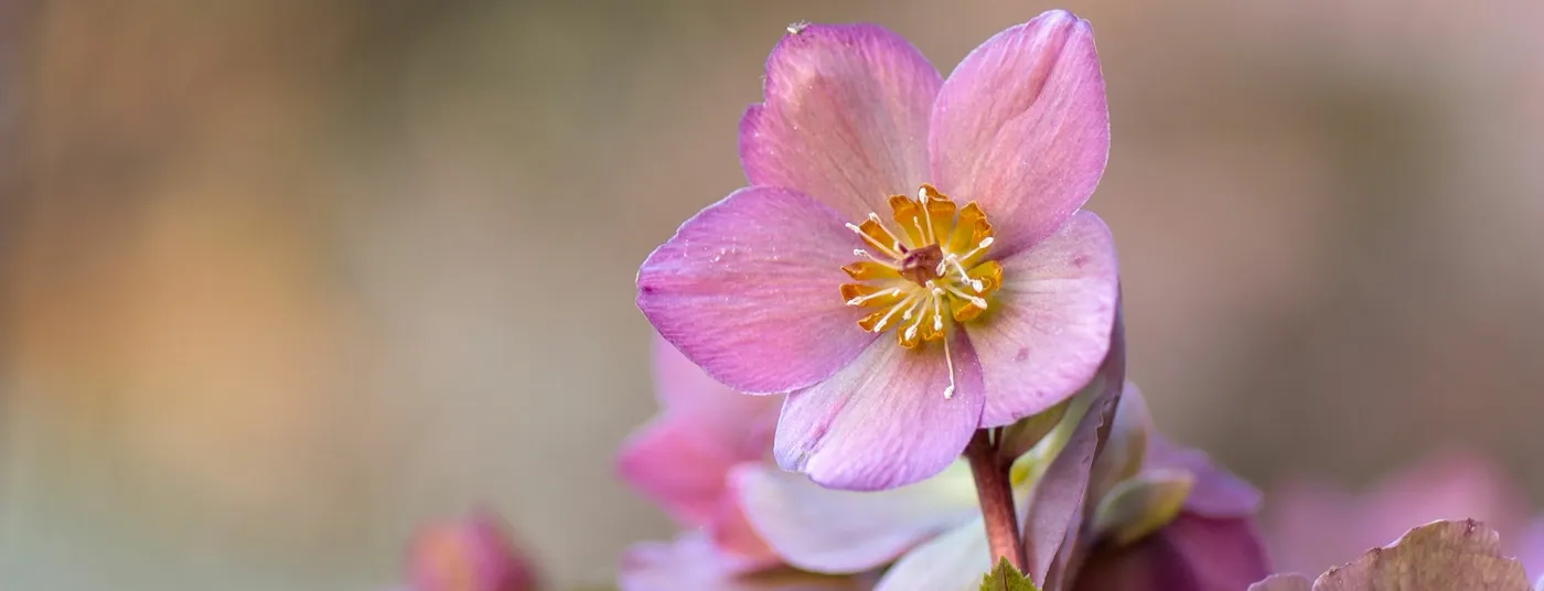 Winter - Hellebores Hellebore Heaven