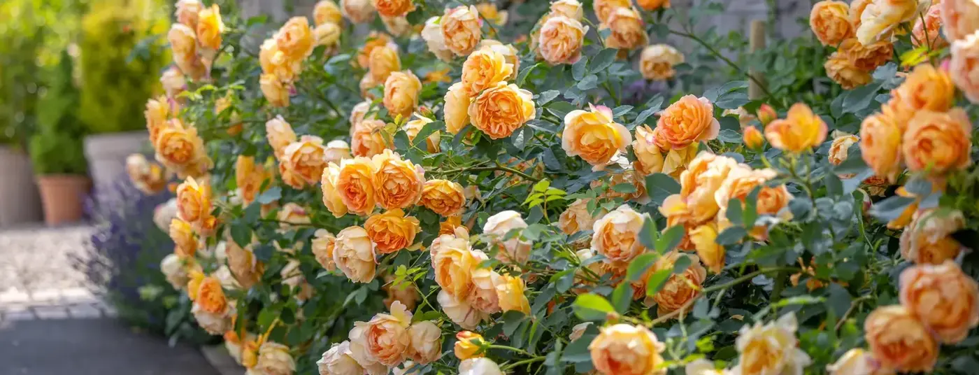 Workshop - David Austin Rose Pruning David Austin Event