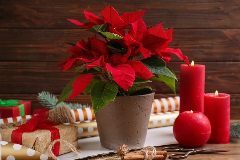 5 Popular Flowering Christmas Houseplants