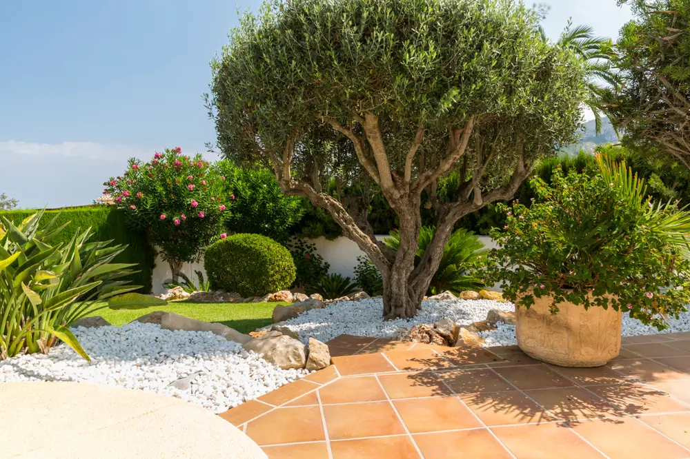 8 Top Tips for a Mediterranean Garden | Cowell's GC