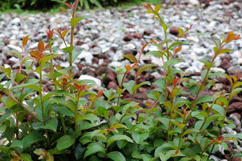 All About The Enchanting Leucothoe