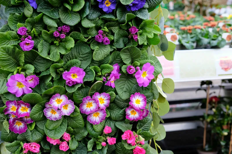 Celebrate Spring With Our Primrose Festival