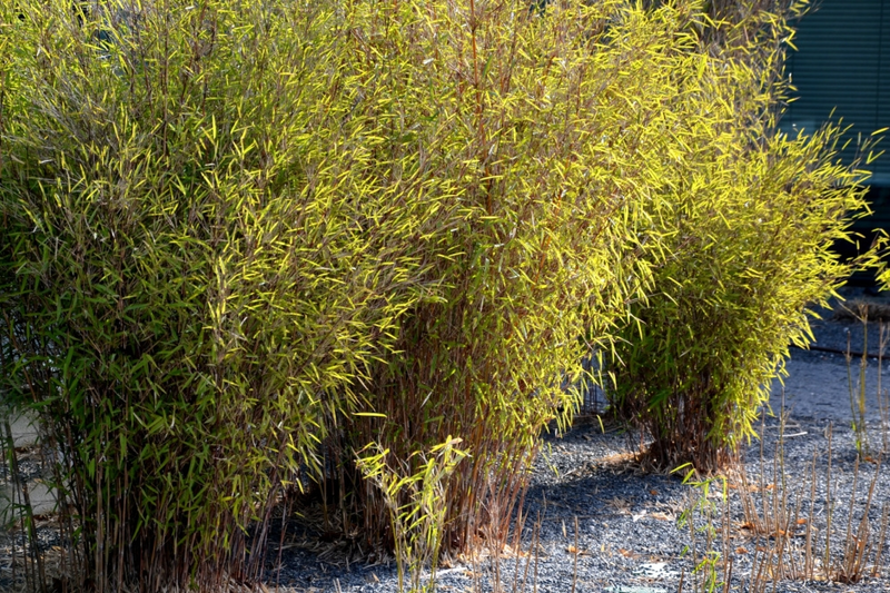 How To Control And Prune Bamboo