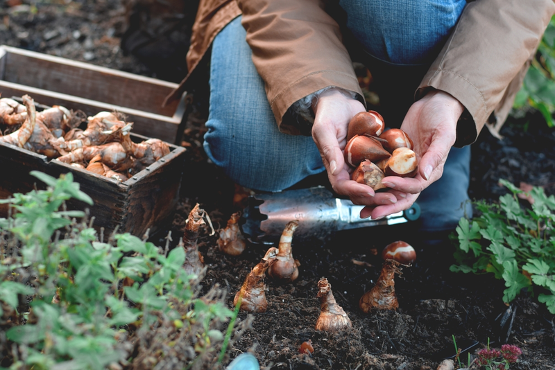 It's Time To Plant Spring Bulbs