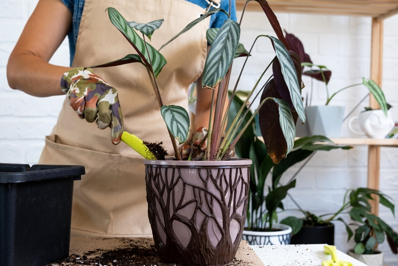 Make Your House Cosy With Colourful Houseplants