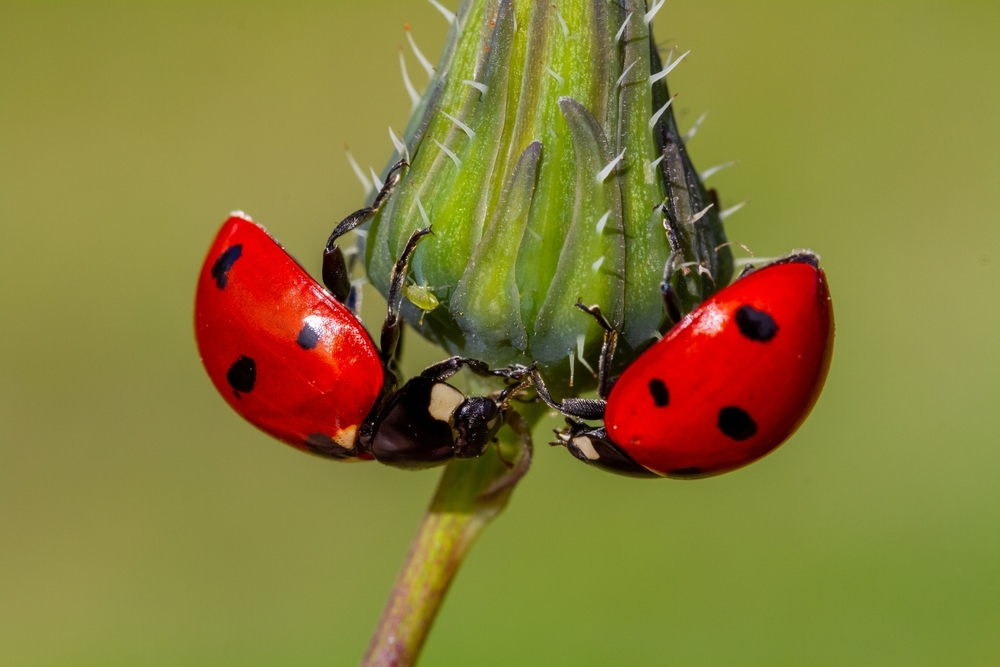 organic-pest-control-tips-cowell-s-garden-centre-woolsington