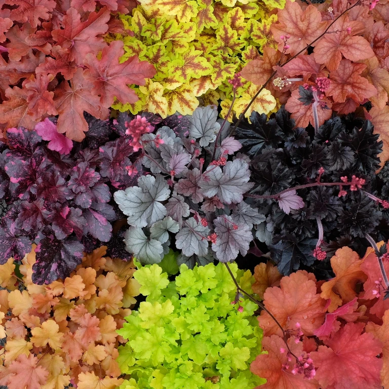 Spotlight On Heuchera