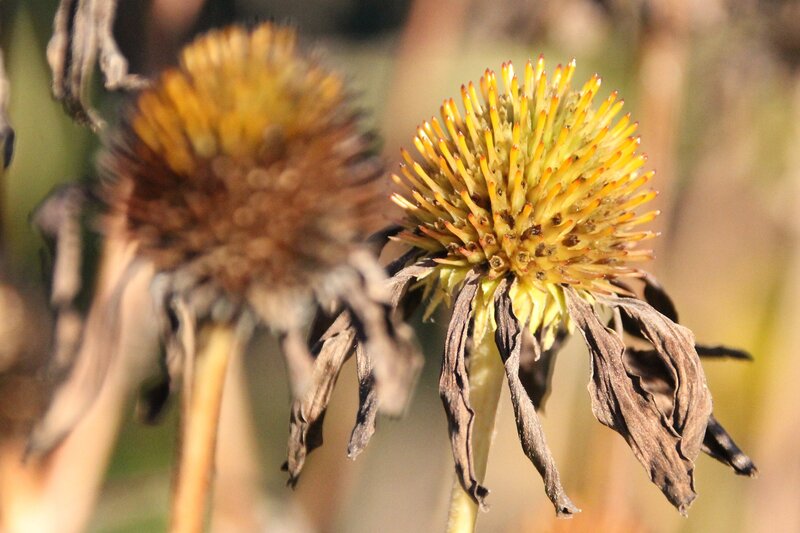 Tips on Cutting Back Perennials in Autumn - Cowell's Garden Centre ...