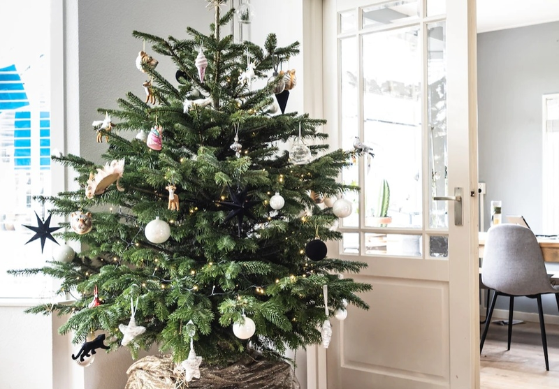 Top Tips To Keep Your Christmas Tree Thriving