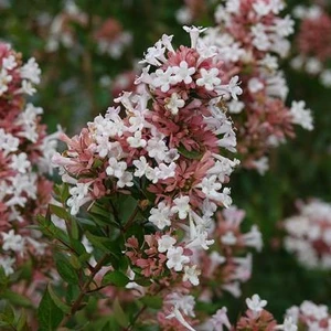 Image Credit: © Hortival Diffusion - Minier