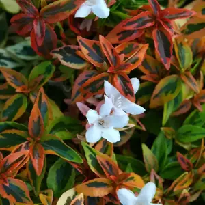 Abelia 'Kaleidoscope'