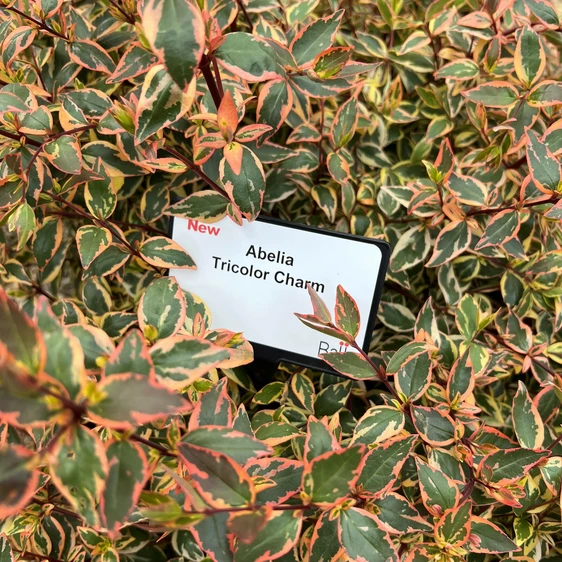 Abelia x grandiflora 'Tricolour Charm'