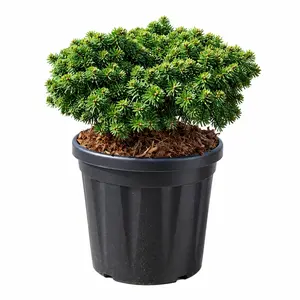 Abies 'Brilliant'