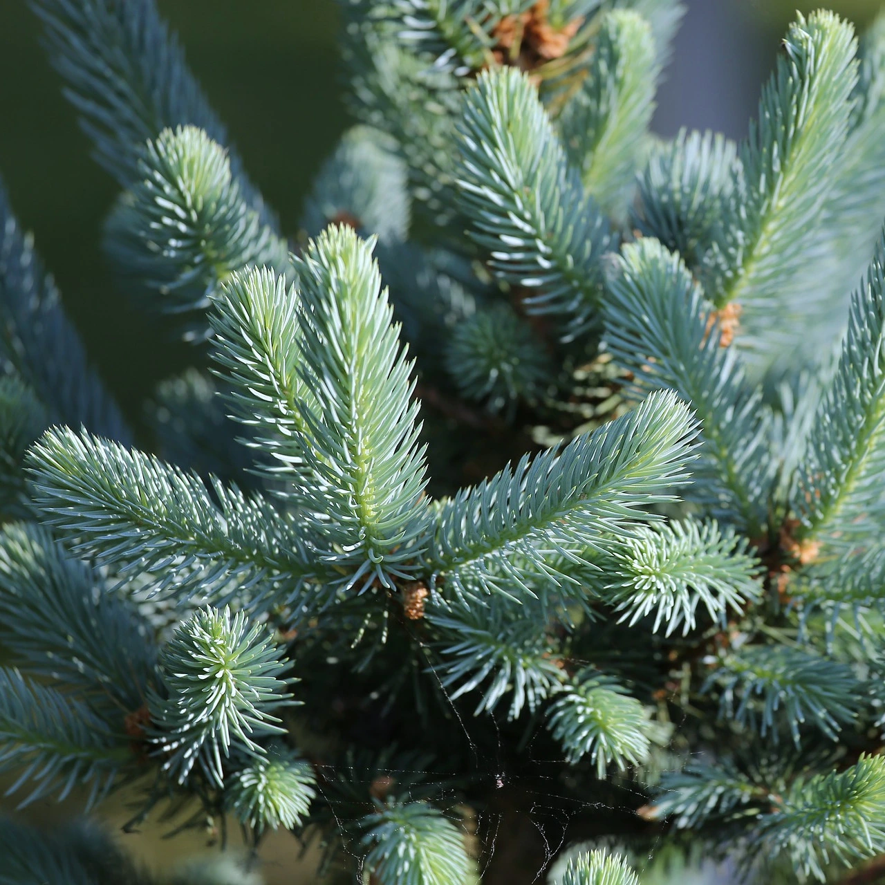 Abies procera 'Glauca' - Cowell's Garden Centre | Woolsington