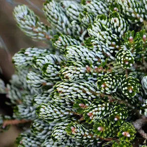 Abies 'Kohout's Ice Breaker'