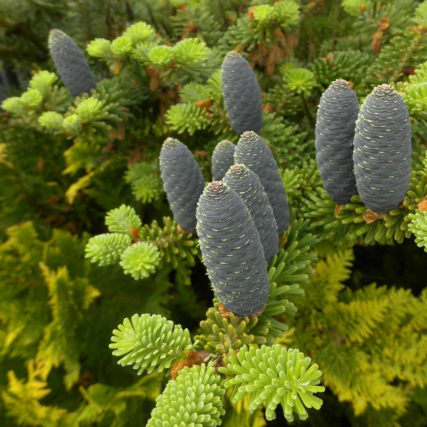 Abies koreana 3L Cowell's Garden Centre Woolsington