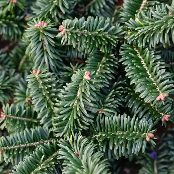 Abies balsamea 'Nana' - Cowell's Garden Centre | Woolsington