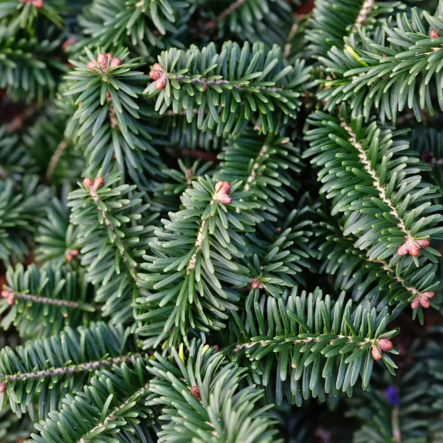 Abies Balsamea 'nana' - Cowell's Garden Centre 