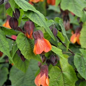 Image Credit: Kernock Park Plants