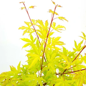 Acer palmatum 'Anne Irene' - image 1