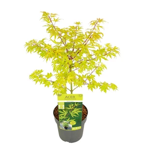 Acer palmatum 'Anne Irene' - image 3