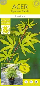 Acer palmatum 'Anne Irene' - image 5