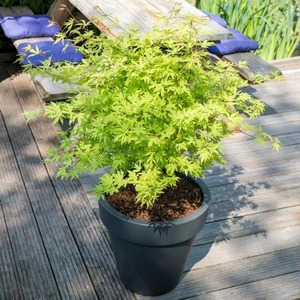 Acer palmatum 'Anne Irene' - image 2