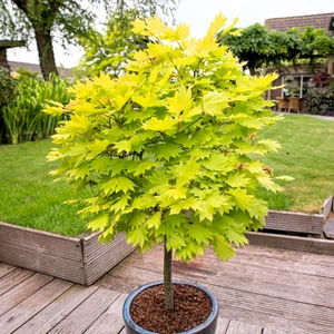 Acer shirasawasnum 'Aureum' 6L - image 3