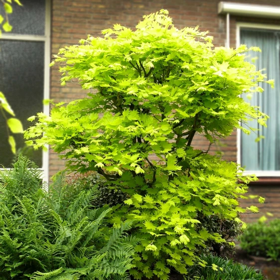 Acer shirasawasnum 'Aureum' 3L - image 4