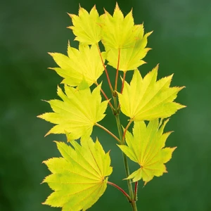 Acer shirasawasnum 'Aureum' 6L - image 2