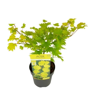 Acer shirasawasnum 'Aureum' 3L - image 5