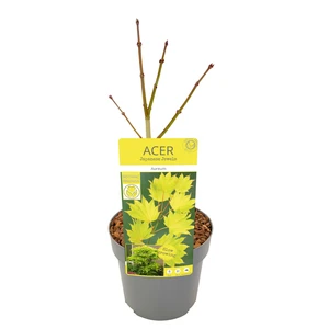 Acer shirasawasnum 'Aureum' 3L - image 6