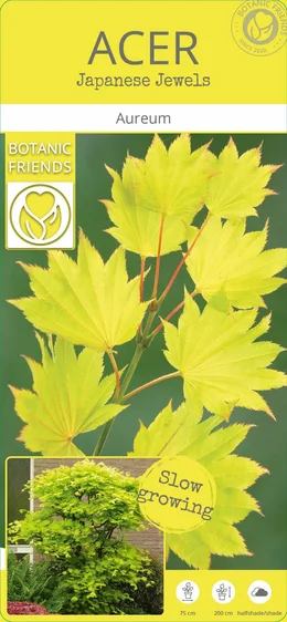 Acer shirasawasnum 'Aureum' 3L - image 7