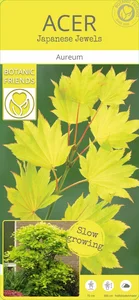 Acer shirasawasnum 'Aureum' 6L - image 5