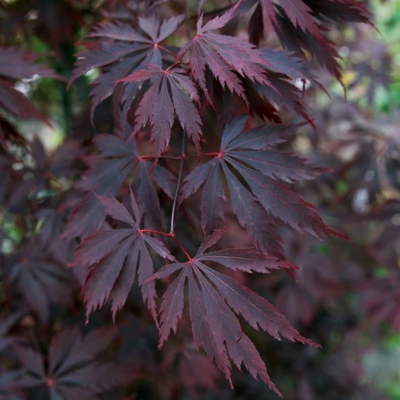 Acer palmatum 'Black Lace' 3L - image 3