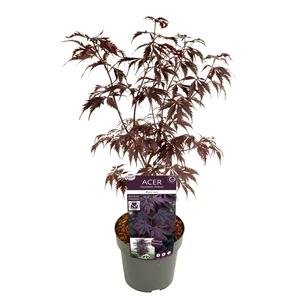 Acer palmatum 'Black Lace' 3L - image 4