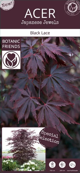 Acer palmatum 'Black Lace' 3L - image 6