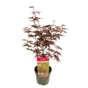 Acer palmatum 'Bloodgood' 3L - image 3