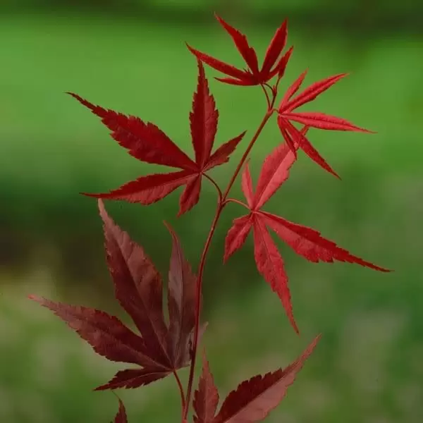 Acer palmatum 'Bloodgood' 10L - Cowell's Garden Centre | Woolsington