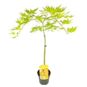 Acer palmatum 'Cascade Citrine' Standard - image 3