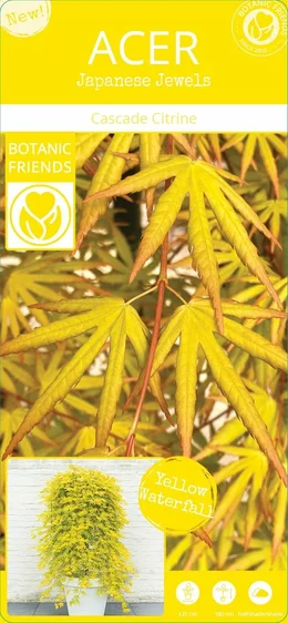 Acer palmatum 'Cascade Citrine' Standard - image 4