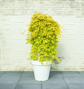 Acer palmatum 'Cascade Gold' Standard 3L - image 3