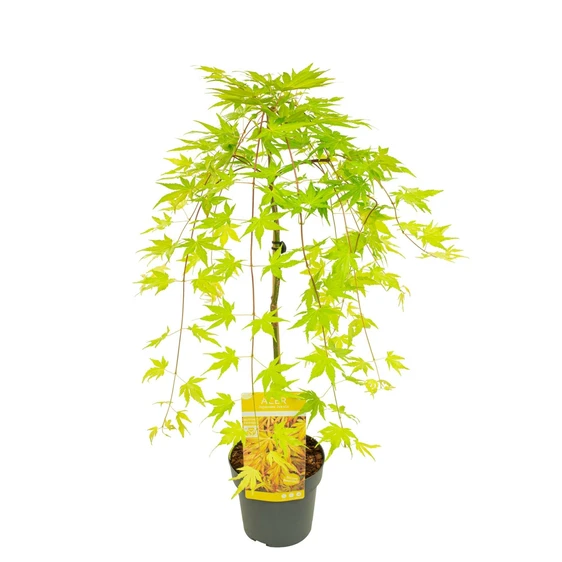 Acer palmatum 'Cascade Gold' Standard 3L - image 5